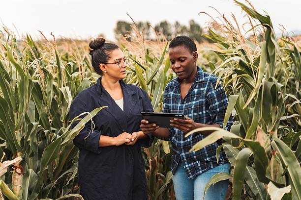 istock Agronomist and farmer analyzing corn plantation with digital tablet 2230635153