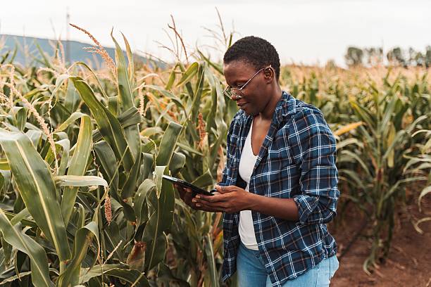 istock African american female farmer using digital tablet in corn field 2230635168