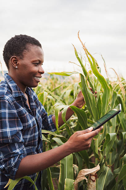 istock Smiling african farmer inspecting corn crops using digital tablet in cultivated field 2230635199