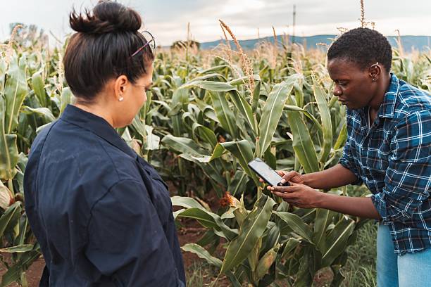 istock Farmers using mobile app for inspecting corn crops in field 2230635216