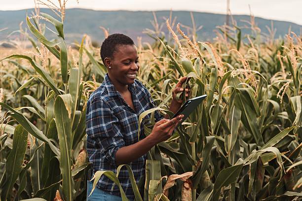 istock African american female farmer using digital tablet in corn field 2230635266
