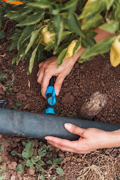 istock Farmer installing drip irrigation system in a vegetable garden 2230635273