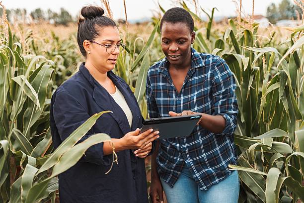 istock Agronomist showing corn crops to farmer on digital tablet 2230635289