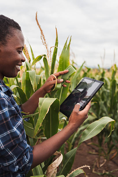 istock Young African farmer woman is checking corn crops with a digital tablet in her hands 2230635322