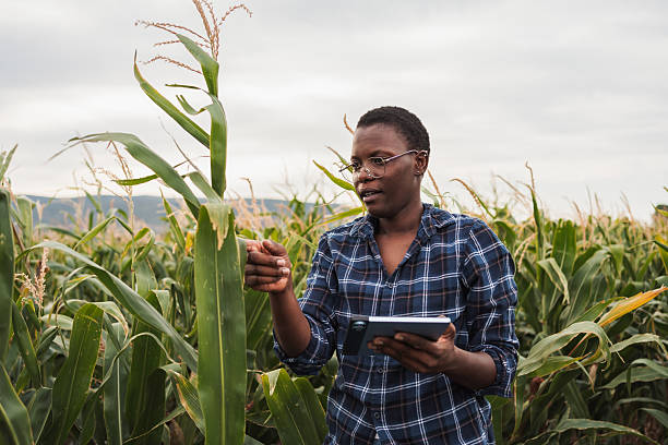 istock African american female farmer inspecting corn crops using digital tablet 2230635331