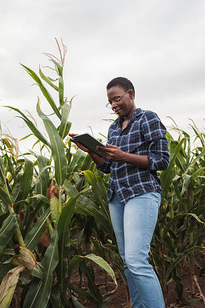 istock Young African Farmer Woman Using Digital Tablet in Corn Field 2230635393