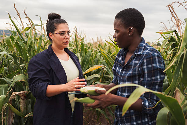 istock Farmer showing corn cob to quality inspector in corn field 2230635475