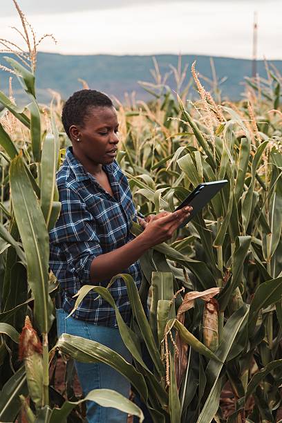 istock African farmer woman using digital tablet in corn field 2230635528
