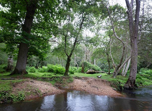 moving water in forest stream in british new forest national landscape