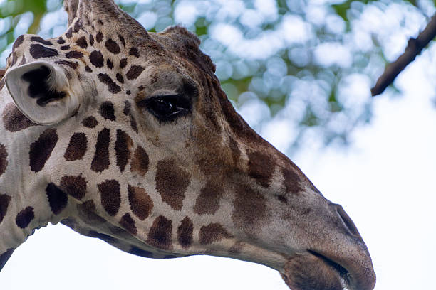 istock Close-Up Side Portrait of a Giraffe with Striking Spots 2230636694