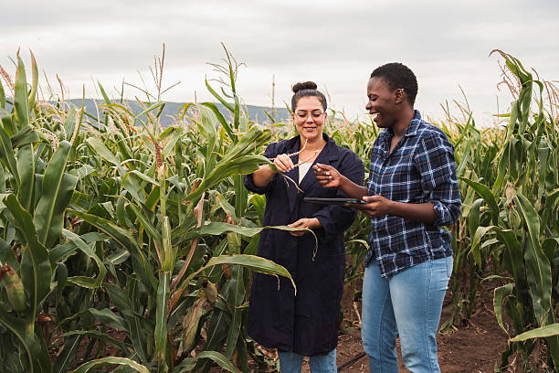 istock Agronomists examining corn crops with digital tablet in cultivated field 2230638982