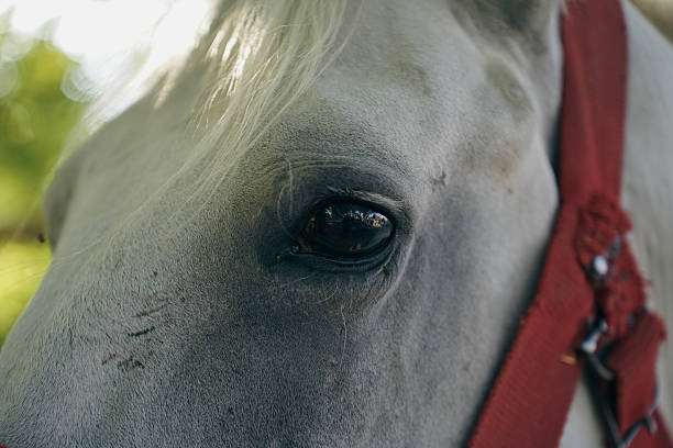 White horse in Maramures, Romania
