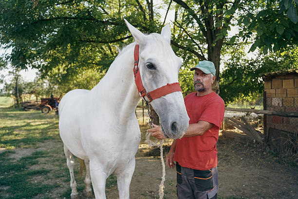 A mature man wearing a red shirt and green cap is seen interacting with a white horse in a natural, outdoor rural setting. The horse is wearing a red halter. The images depict a strong human-animal bond, care, and harmony with nature. Perfect for themes of farming, companionship, animal care, or countryside living.