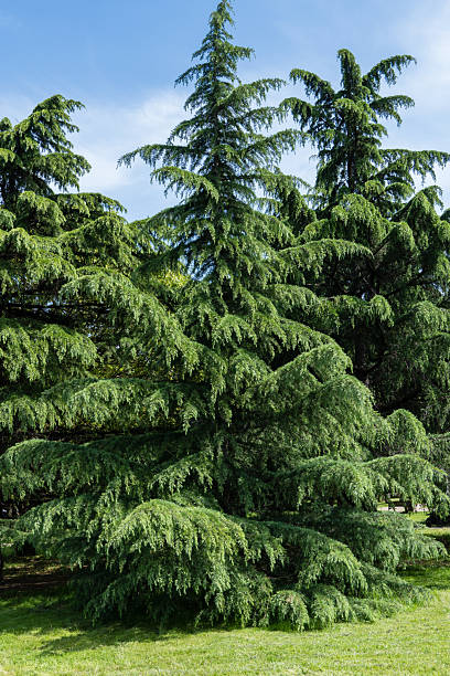 istock Lush, expansive Himalayan Cedar, Cedrus Deodara (Deodar Cedar, Himalayan Cedar)  with dense green foliage, standing prominently in well-maintained grassy area under clear blue sky. 2230639894