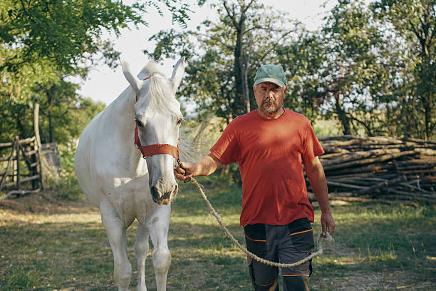 A mature man wearing a red shirt and green cap is seen interacting with a white horse in a natural, outdoor rural setting. The horse is wearing a red halter. The images depict a strong human-animal bond, care, and harmony with nature. Perfect for themes of farming, companionship, animal care, or countryside living.