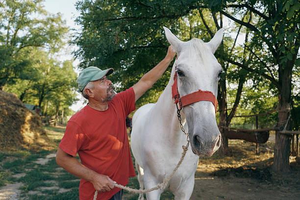 A mature man wearing a red shirt and green cap is seen interacting with a white horse in a natural, outdoor rural setting. The horse is wearing a red halter. The images depict a strong human-animal bond, care, and harmony with nature. Perfect for themes of farming, companionship, animal care, or countryside living.