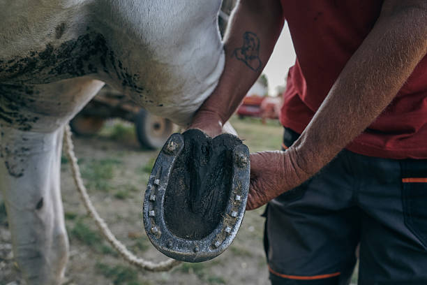 A mature man wearing a red shirt and green cap is seen interacting with a white horse in a natural, outdoor rural setting. The horse is wearing a red halter. The images depict a strong human-animal bond, care, and harmony with nature. Perfect for themes of farming, companionship, animal care, or countryside living.