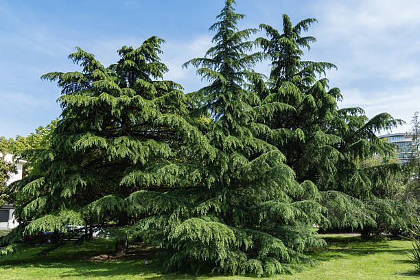istock Lush, expansive Himalayan Cedar, Cedrus Deodara (Deodar Cedar, Himalayan Cedar)  with dense green foliage, standing prominently in well-maintained grassy area under clear blue sky. 2230640666