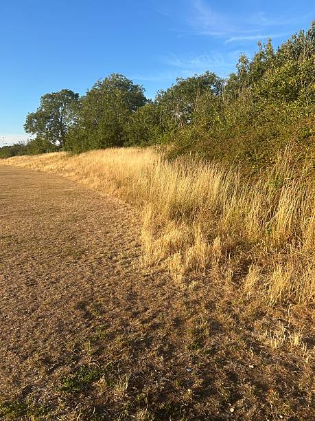 Countryside Meadow with Tall Grass Under Clear Blue Sky