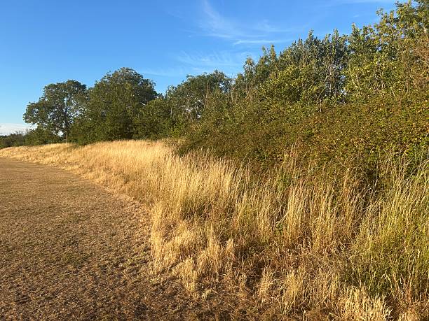 istock Countryside Meadow with Tall Grass Under Clear Blue Sky 2230640762