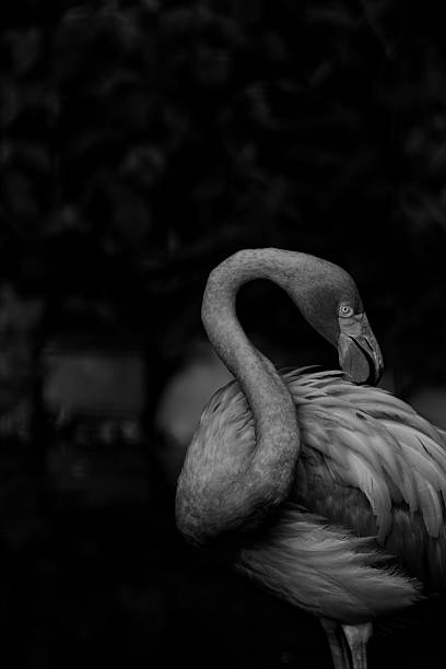 istock Flamingo by the Water — Copy-Space Friendly 2230641039