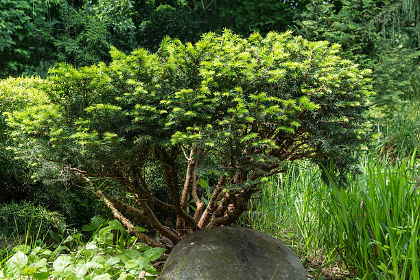 Lush greenery surrounds pruned tree Picea omorika or Serbian spruce, its branches artfully shaped and intertwined. Vibrant foliage and tranquil ambiance evoke sense of peace and natural beauty.