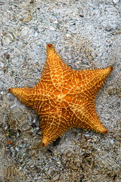 istock Orange Starfish in Clear Shallow Water  Isla Perico, Panama 2230643830