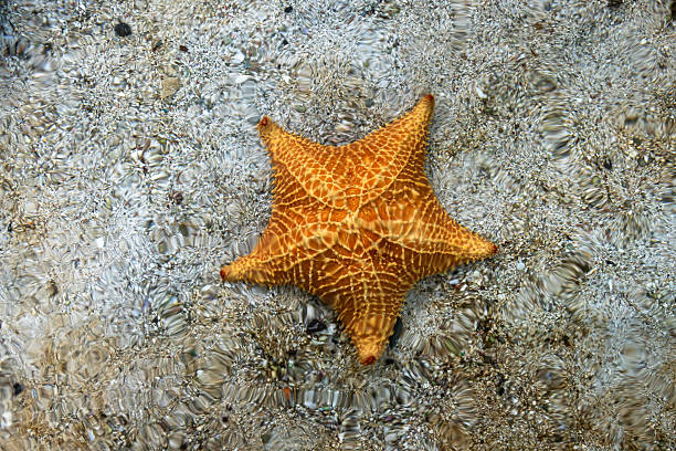 istock Orange Starfish in Clear Shallow Water  Isla Perico, Panama 2230643839