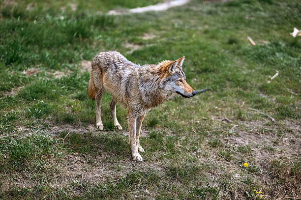 istock Coyote in a Grassy Field 2230643954