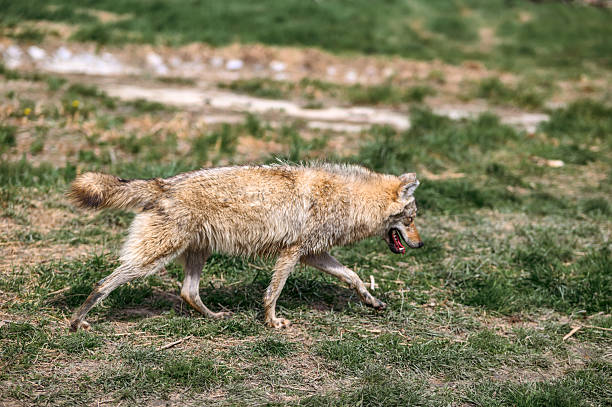 Light Brown Wolf Walking Through Green Grassy Field
