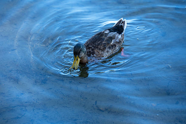 istock Mallard duck swimming in lake 2230645248