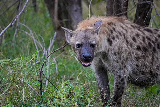 istock Spotted hyena staring intensely in the African wilderness. 2230645589