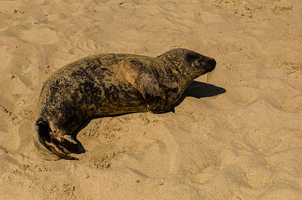 istock Wild grey seal resting on sandy beach coastline under sunlight, marine mammal wildlife photography nature scene 2230646647