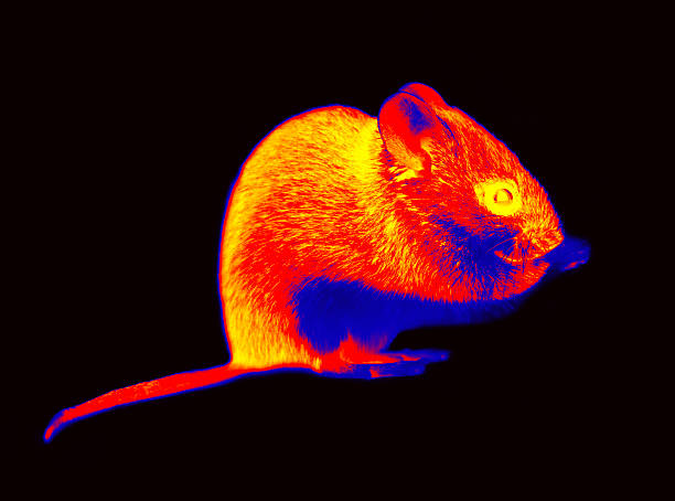 istock Wild forest and field mice infrared isolated 2230647100