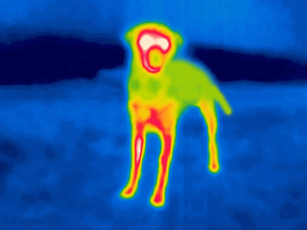 istock Hunting dog infrared 2230647176