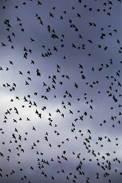 istock Large Flock of Birds Flying Against Dramatic Cloudy Sky at Sunset 2230647370