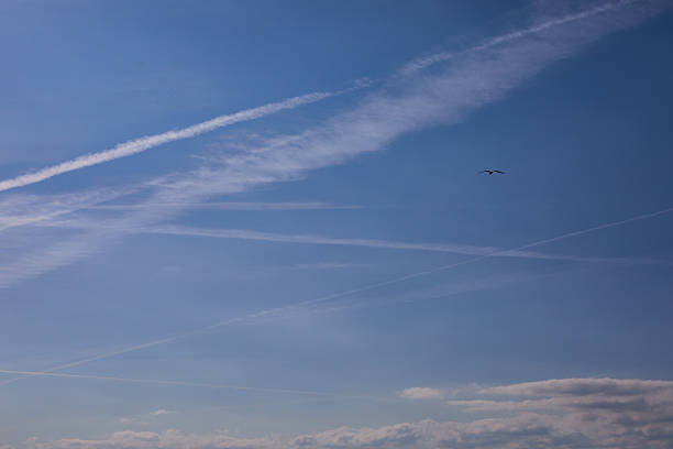 istock Serene Sky with Contrails and a Single Bird Flying Overhead 2230647380
