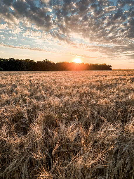 istock Harvest Time on the Prairies 2230647442