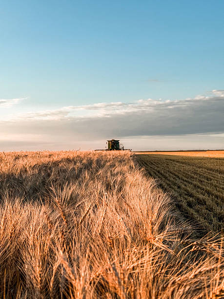istock Harvest Time on the Prairies 2230647443