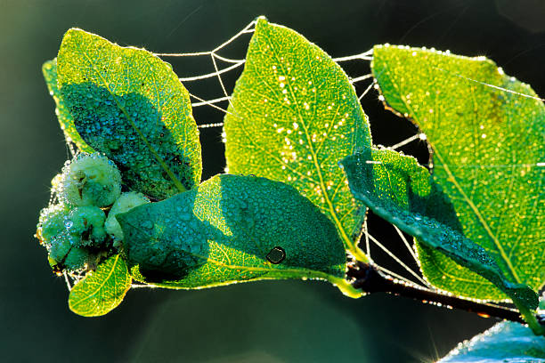 Dew covered berries found in a woodland on the Saanich Peninsula on Vancouver Island, British Columbia