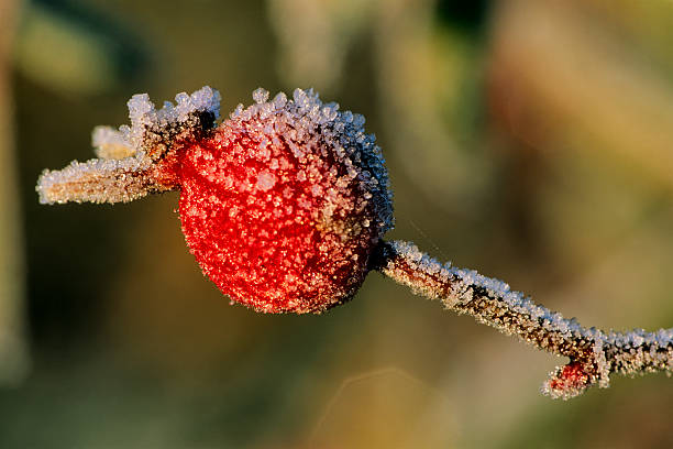 Frost covered berries found in a woodland on the Saanich Peninsula on Vancouver Island, British Columbia