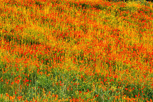 Red Poppy wildflowers in a Saanich Peninsula meadow on Vancouver Island, British Columbia