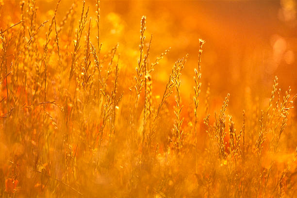 Grain in early morning light on a farm located on the Saanich Peninsula of Vancouver Island, British Columbia