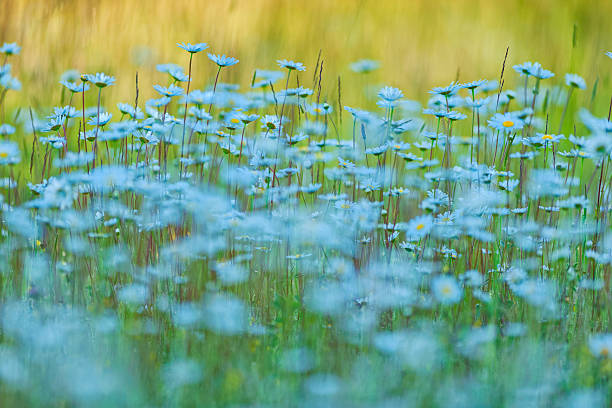 Colored wildflowers are growing on the meadow.
