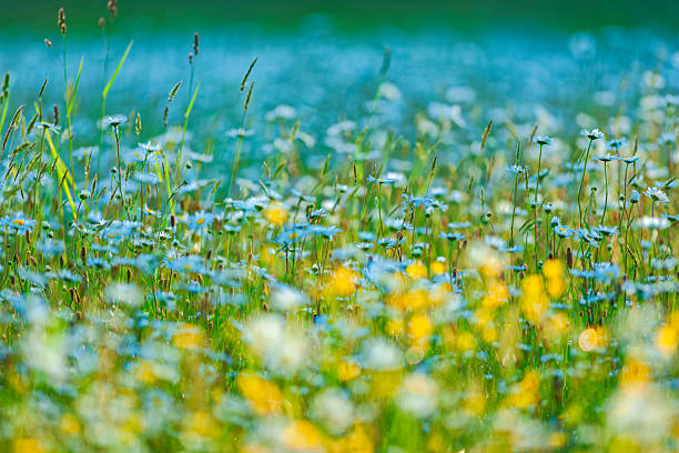 Wildflower daisies in the Saanich Peninsula on Vancouver Island, British Columbia