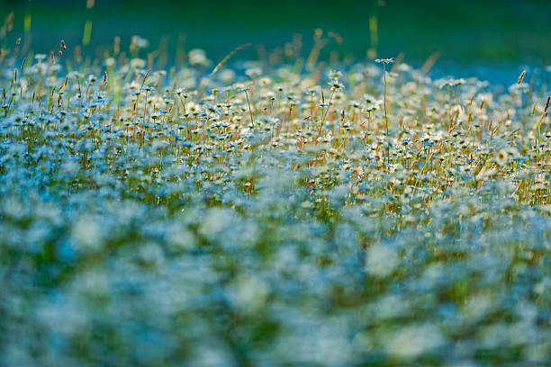 Wildflower daisies in the Saanich Peninsula on Vancouver Island, British Columbia