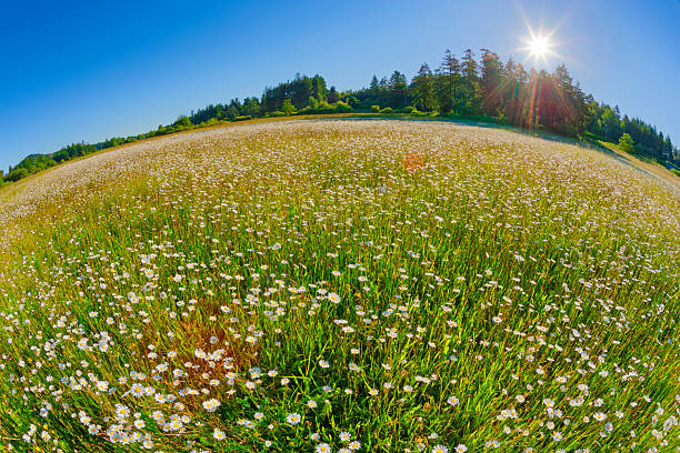 Wildflower daisies in the Saanich Peninsula on Vancouver Island, British Columbia