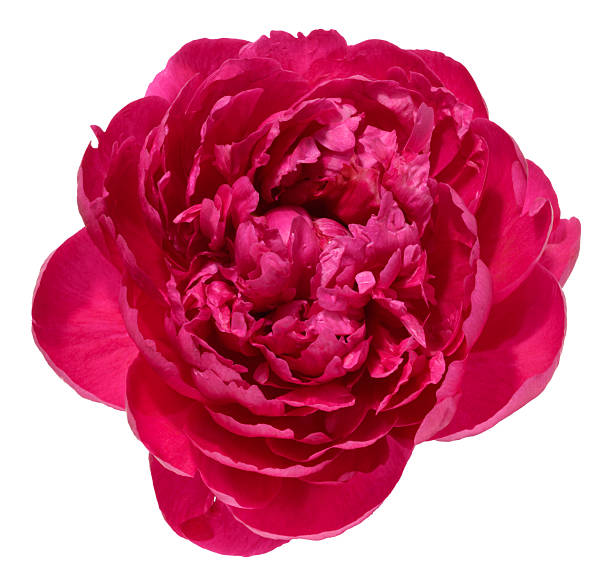 istock One lush bright pink peony flower with green leaf, isolated background 2230649961