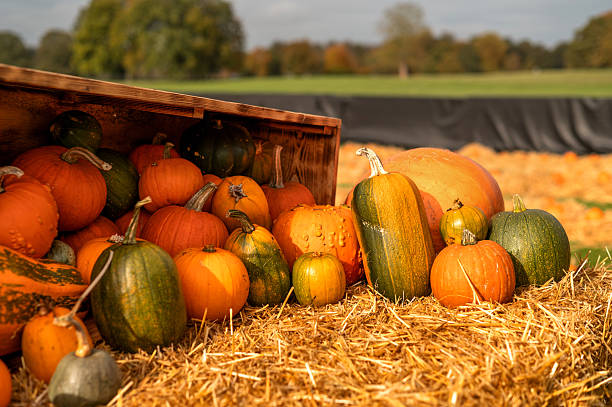 istock Colorful pumpkins and gourds arranged on straw. 2230650443
