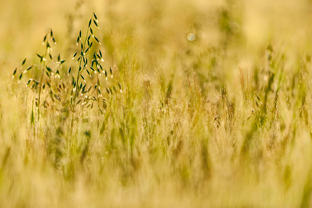 Farm grain crop found on the Saanich Peninsula on Vancouver Island, British Columbia